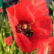 coquelicot