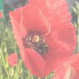 coquelicot